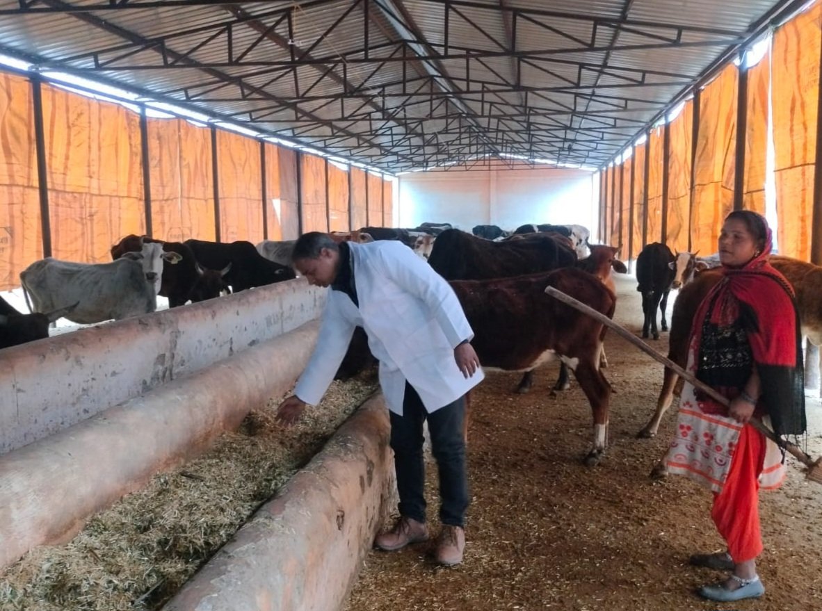 मुरादाबाद मंडल में गोसंरक्षण अभियान के तहत गोशाला में रखे गए गोवंश