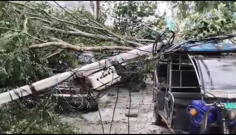 पेड़ों के नीचे दबे वाहन मुरादाबाद