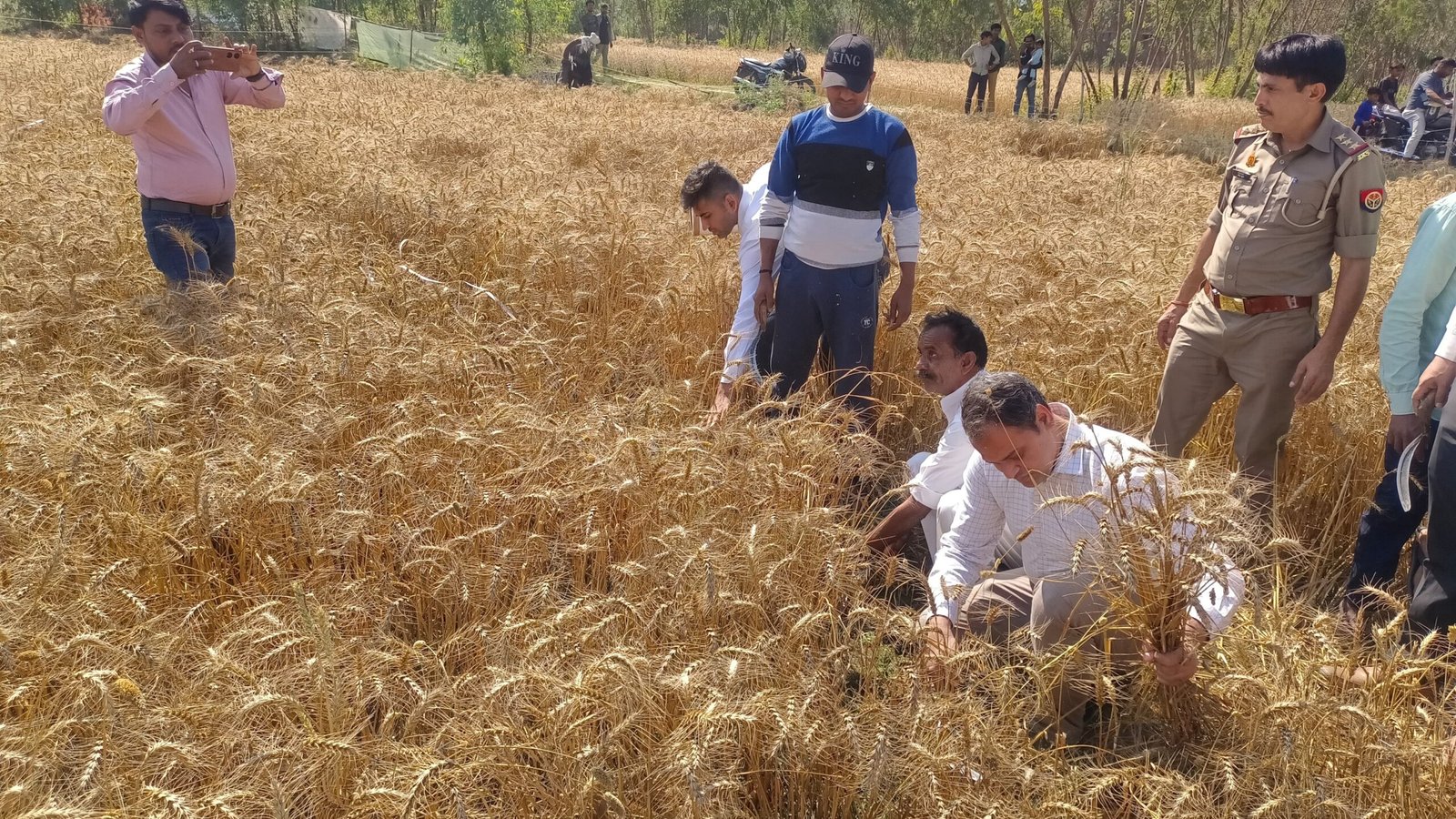 खेत में दरांती से गेहूं काटते जिलाधिकारी