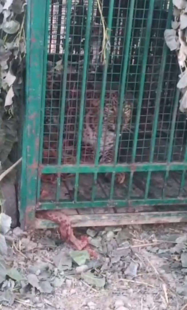सलेमपुर तेंदुआ पिंजरे में कैद मुरादाबाद