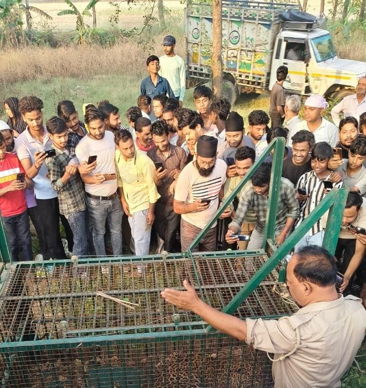 वन विभाग की टीम द्वारा तेंदुआ पकड़ा गया